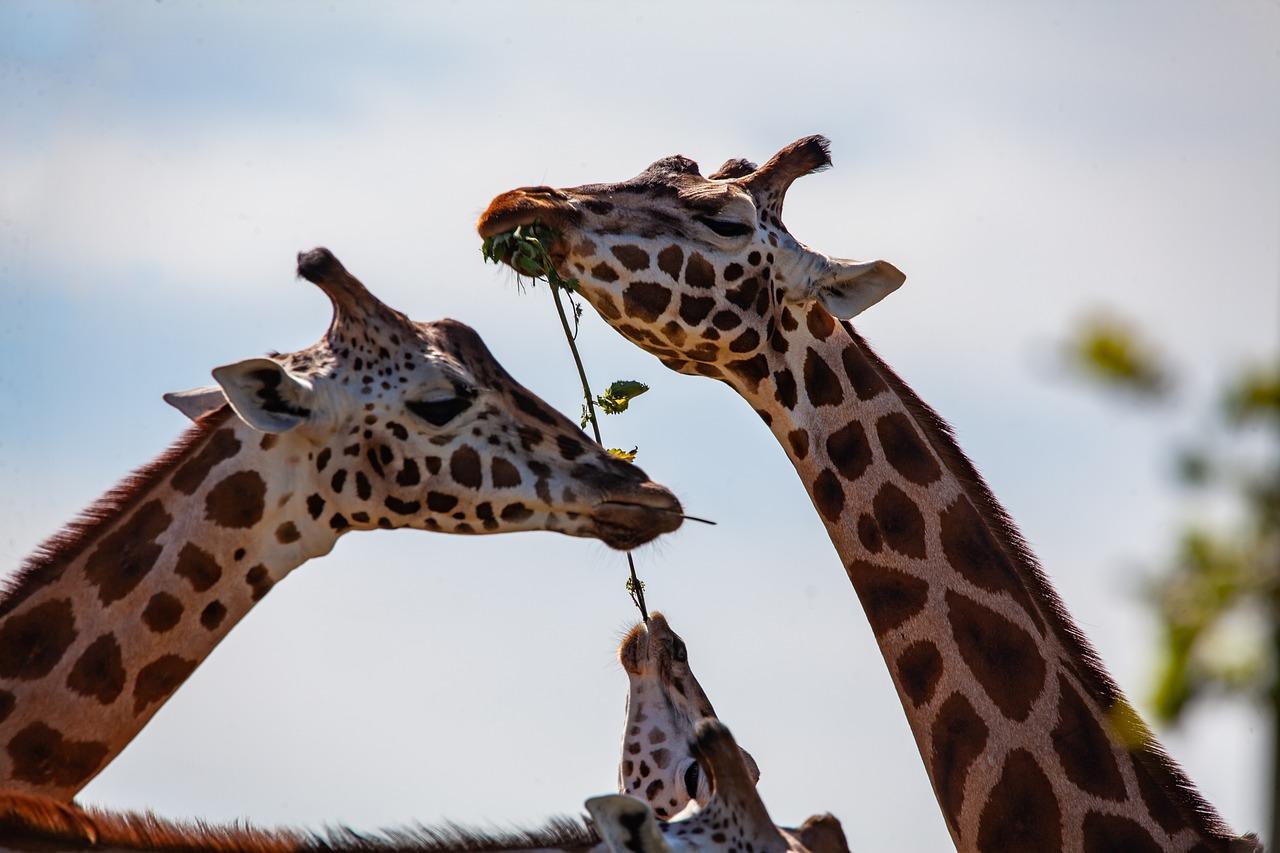 giraffes