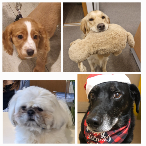 Therapy dogs visit Manor Grange Care Home