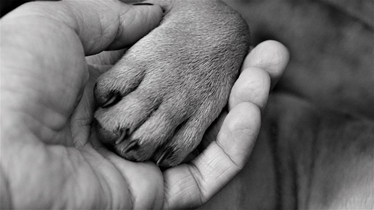 Pet Therapy