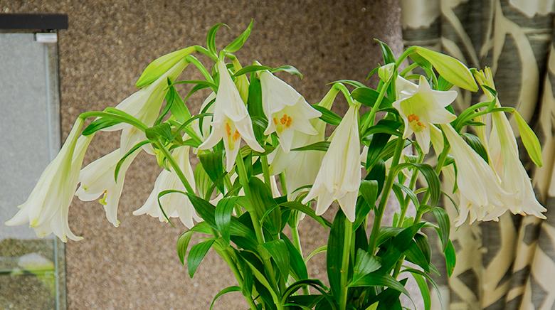 White flowers in a care home bedroom